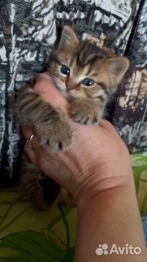 Котик ищет семью