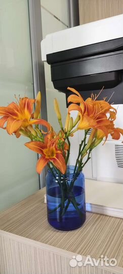 Лилейники сортовые