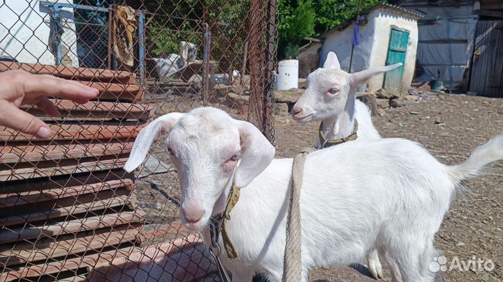 Козы 2.5месяца