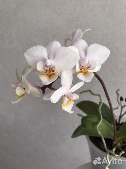 Орхидея фаленопсис мини