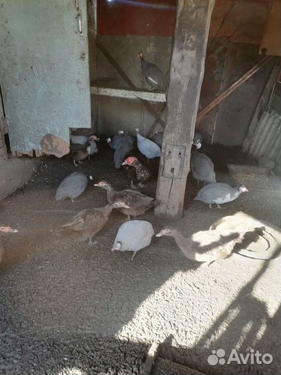 Цыцарки и утки