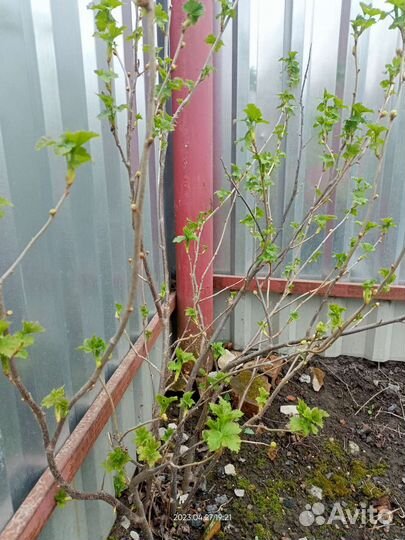 Черная смородина