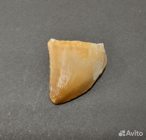 Зуб мозозавра. Окаменелость