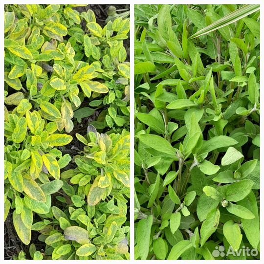 Многолетние садовые растения