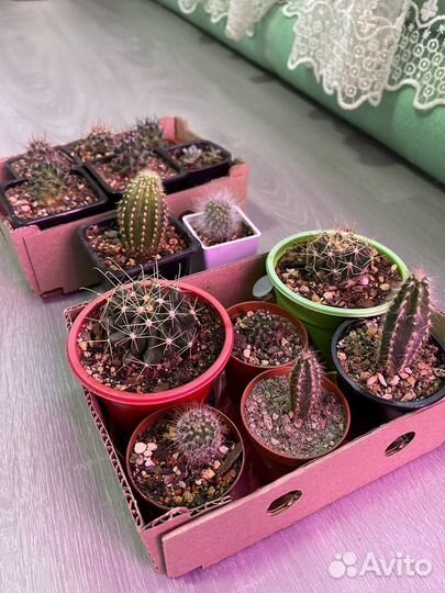 Суккуленты и кактусы