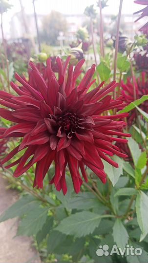 Георгины клубни