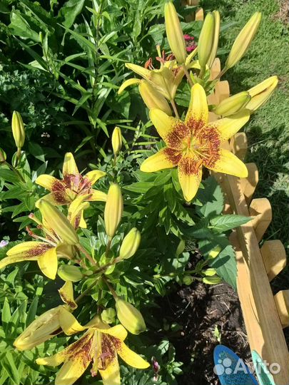 Лилии с цветком