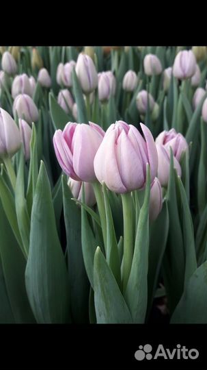 Тюльпаны для сада