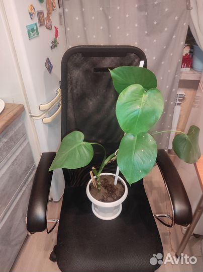 Монстера в кашпо