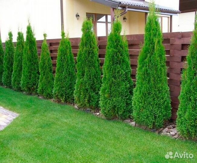 Туи смарагд