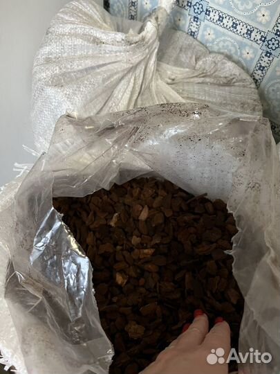 Кора Пинии (как орхиата) и мох спагмосс