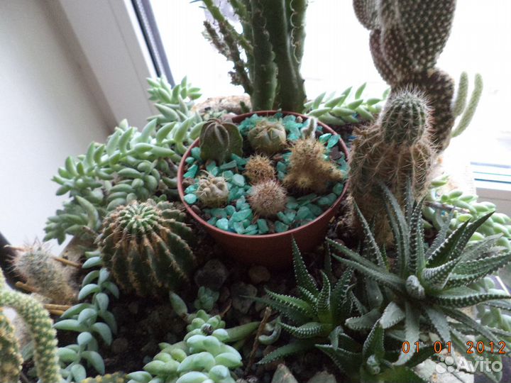 Кактусы