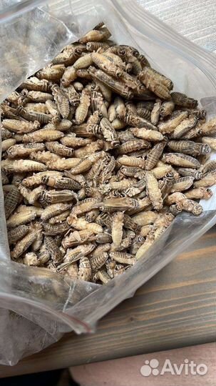 Сверчки замороженные 1кг