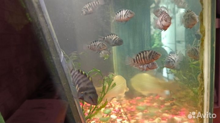 Цихлазома чернополосая