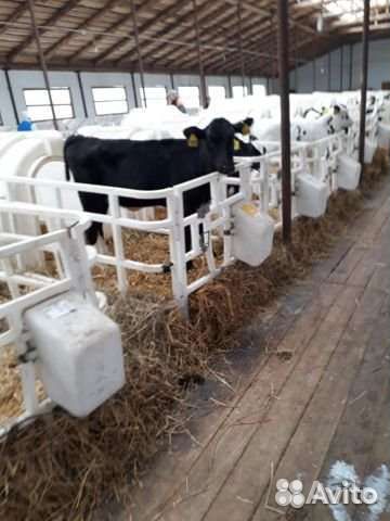 Телята бычки с Плем хозяйства