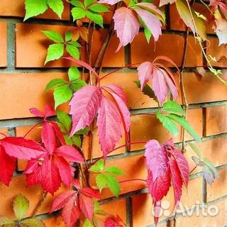 Саженцы девичий виноград