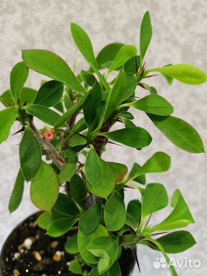 Молочай миля,молочай эуфорбия