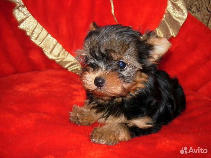 Йоркширский терьер большой выбор щенков
