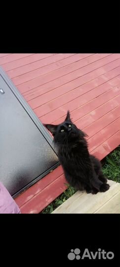 Вязка мейн кун черный