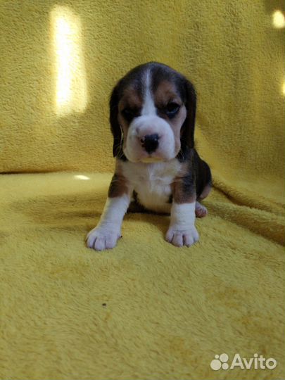 Щеночки бигля