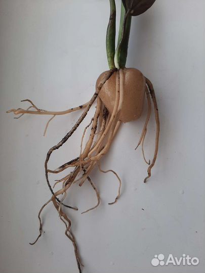 Замиокулькас Черный Ворон (Raven), Зензи