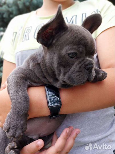 Французский бульдог мальчик