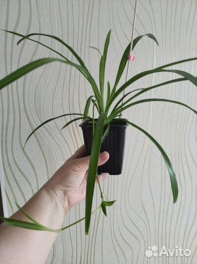 Хлорофитум