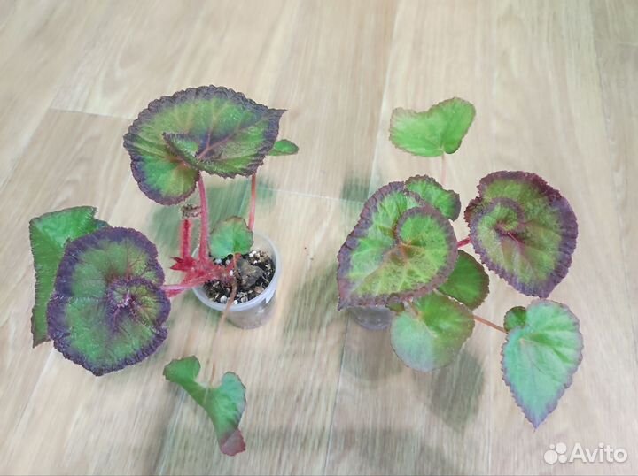 Декоротивно лиственная бегония