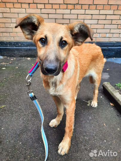 Собачка в добрые руки