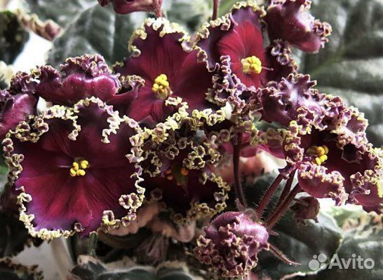 Фиалки сортовые пестролистники