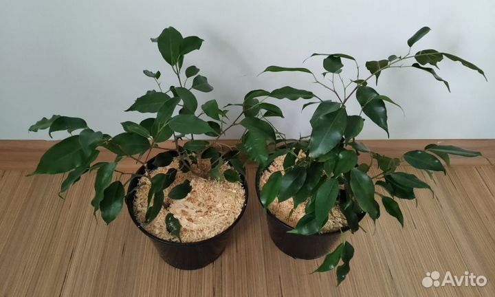 Фикус Бенджамина разные размеры
