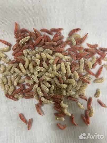 Опарыш оптом