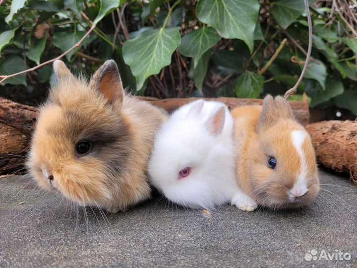 Декоративные кролики