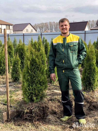 Туи, можжевельники, ели саженцы