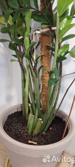 Замиокулькас