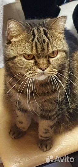 Груминг кошек