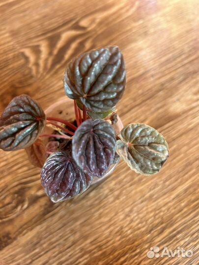 Пеперомия квито, луна рэд, абрикос