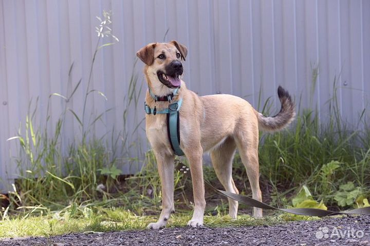 Щенок подросток Бара ищет дом (метис)
