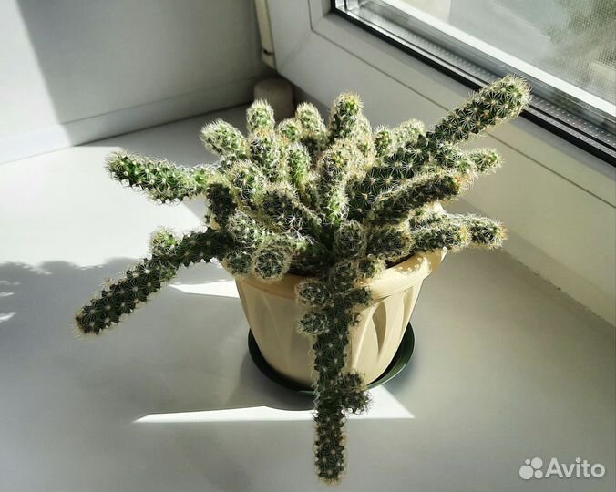 Кактусы и суккуленты