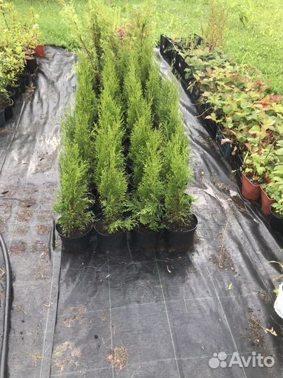 Туя смарагд