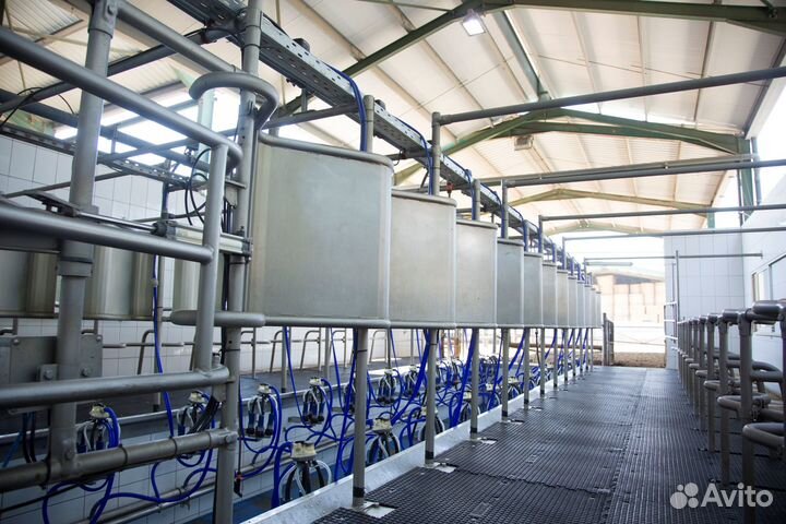 Доильный зал елочка scr для коров