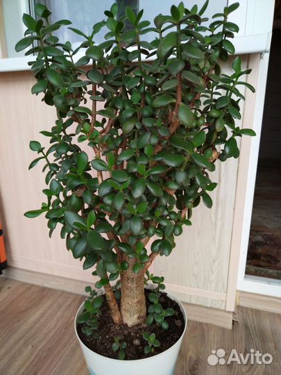 Денежное дерево толстянка