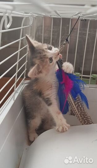 Игривая кошечка. 3 месяца
