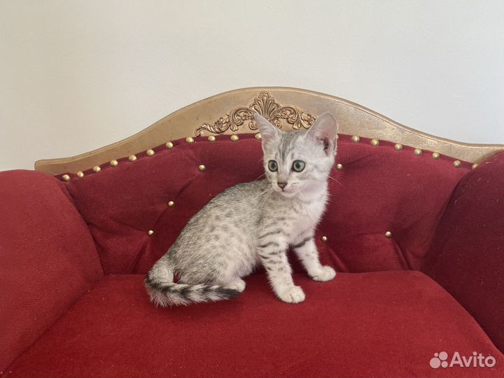 Египетская мау Снежок и Снежана