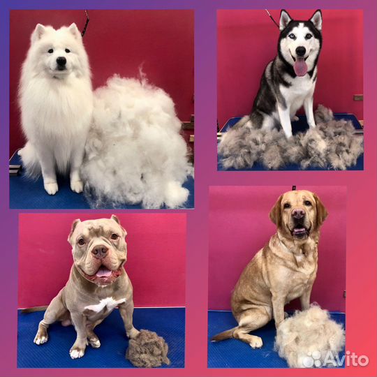 Стрижка кошек и собак, экспресс-линька, тримминг