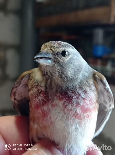 Продам щегла репела снигиря Чижа чечита