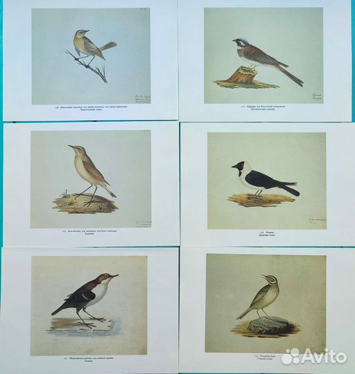 Иллюстрации птиц картинки