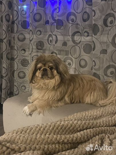 Вязка пекинес