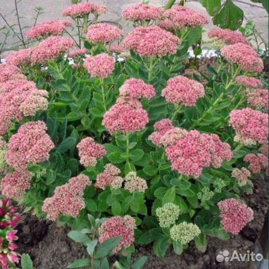 Очиток видный (рассада)