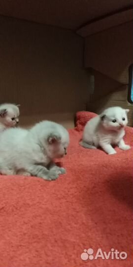 Котята в добрые руки бесплатно